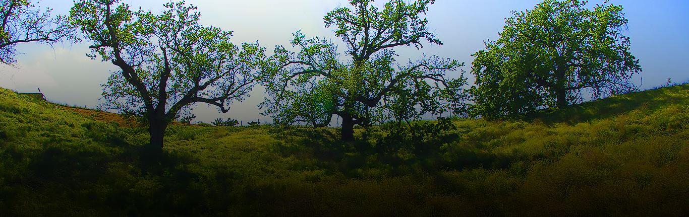 Oak preserve